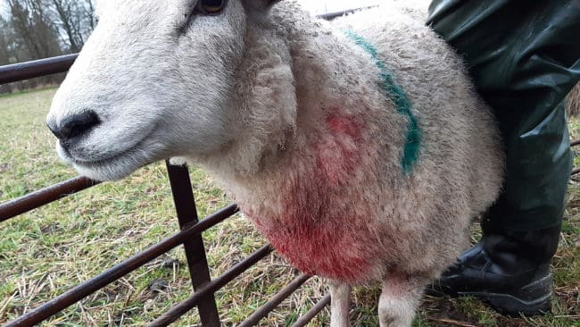 Angreppet mot Morten Thögersens tackor i helgen på Jylland gör att Dansk Folkepartis Pia Kjaersgaard kallat miljöministern till samråd. Hon vill ha vargjakt.