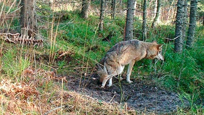 Jägare i Glamsenreviret vågade inte avliva vargtiken som släpade sig fram med ett förlamat bakben. I fredags åkte länsstyrelsens egen personal ut och sköt tiken när spåren efter henne upptäckts av en privatperson. Tikens lidande i minst en månad innebär att länsstyrelsen vill ha nya regler.