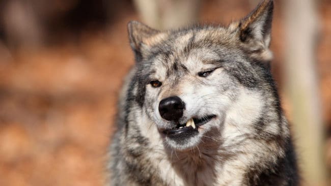 Efter cirka fyra timmar kunde eftersöksjägaren avliva den svårt skadade vargen som släpat sig till skogs efter att ha blivit påkörd söder om Storfors i Värmland. (Arkivbild)