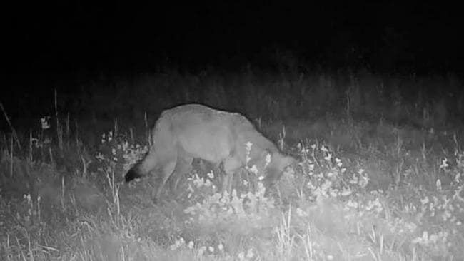 Den skadskjutna vargen fotograferades av en viltkamera i Linghed i slutet av augusti. Skottskadan syns som en mörk fläck på höger framben.