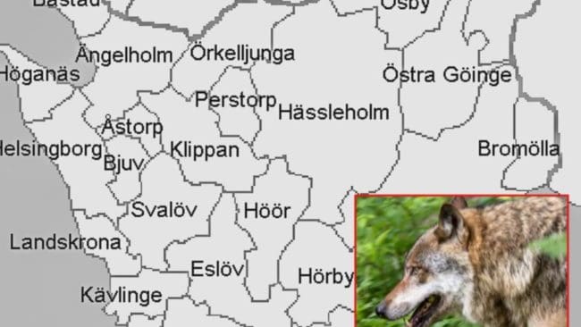 Är ett nytt vargrevir på gång i Skåne?