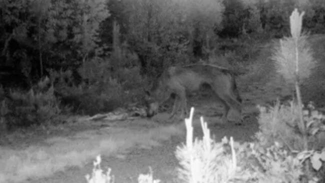 Vargen i Skåne har knäppts i Lönsbodatrakten. En av länsstyrelsens 60 viltkameror fångade den gäckande skånevargen på bild.