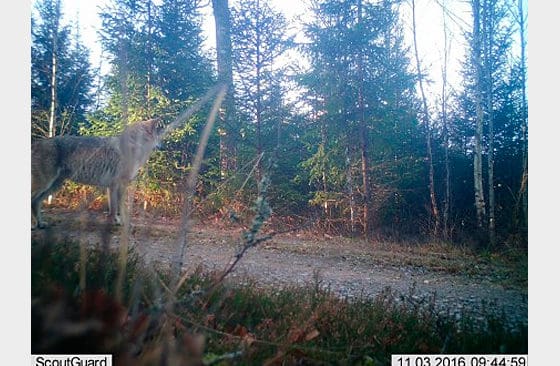 Bilden på vargen togs av länsstyrelsens inventeringskamera. Några timmar senare observerades en varg på en annan plats fem mil bort.