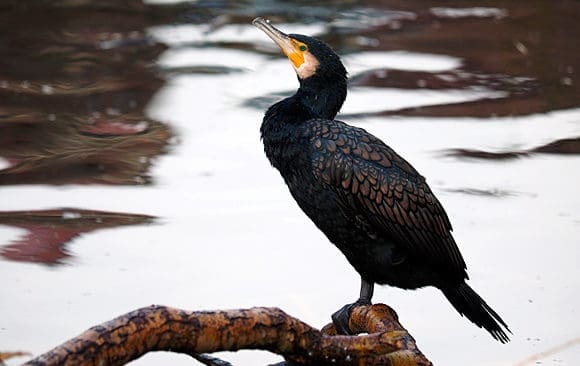 L&auml;nsstyrelsen i G&auml;vleborgs l&auml;n st&auml;ller in skyddsjakt p&aring; skarv efter att n&auml;stan 1 000 skarvungar slagits ihj&auml;l illegalt.