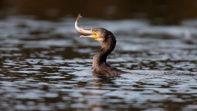 Skarvarna i Danmark äter för mycket fisk, så nu ska det bli lättare att jaga dem för att skapa en balans.