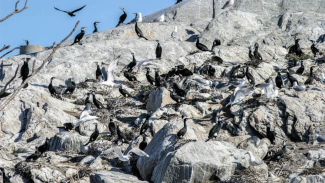 Skarvkolonin i Trosa är mycket omdebatterad.