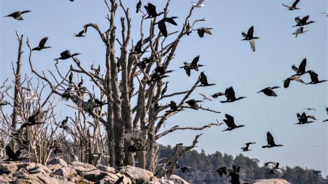 I Trosa ska det finnas cirka 300 skarvbon.