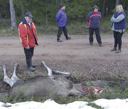 N&aring;gra av Skattungbyns jordbrukare och f&auml;bodbrukare vid &auml;lgkvigan som vargarna tog 250 meter fr&aring;n bebyggelsen. Fr&aring;n v&auml;nster: Olof Sjeldrup, Tugar Lasse, Ann Sjeldrup och Tugar Kirsti.&nbsp;