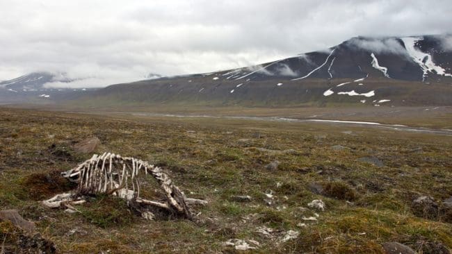 Rovdjur tar kalvarna. Allt starkare rovdjursstammar, framf&ouml;rallt varg, drabbar Idre sameby.