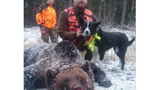 Kalle Persson med björnhonan som plötsligt dök upp under vildsvinsjakt i Tärnsjö.