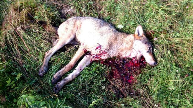 Varg, skjuten på torsdagen vid attack på nötkreatur.
