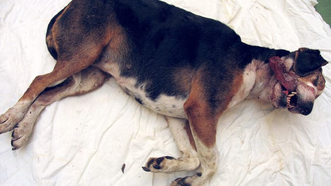 Snoas kropp vid undersökningen hos polisen. Den bortrövade stövartiken hade fått tänder avslagna och avlivats med ett skott i huvudet.