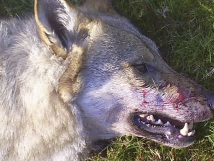 Skjuten varg.&nbsp;Efter riksdagsbeslutet om vargjakt &auml;r det upp till Naturv&aring;rdsverket att se till att licensjakten p&aring; varg kan starta.