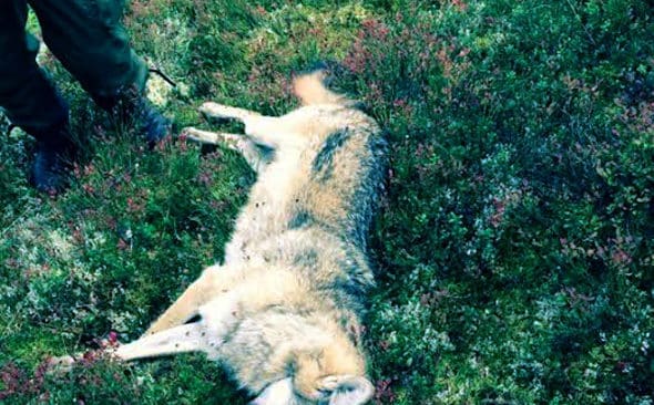 Vargtiken var p&aring; v&auml;g att ta hunden, d&aring; sk&ouml;t hundf&ouml;raren.