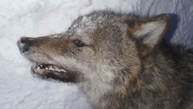 Fler illegalt skjutna vargar kan ge färre vargar som får skjutas legalt, varnar Naturvårdsverket.