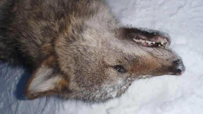 Undersökningen av de 26 vargar som sköts under årets licensjakt har sammanställts av Statens veterinärmedicinska anstalt (SVA).