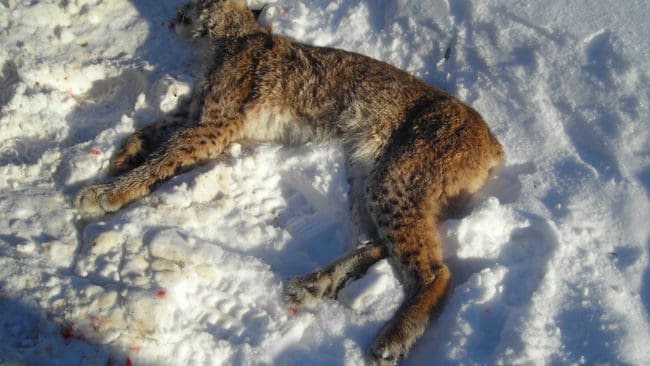 Totalt 29 lodjur har fällts i Jämtland, som hade 27 djur på kvoten för licensjakten. (Arkivbild)