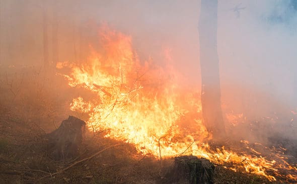 Upp&aring;t 150 &auml;lgar och lika m&aring;nga kronhjortar har flytt storbranden i V&auml;stmanland, tror l&auml;nsstyrelsens&nbsp;vilthandl&auml;ggare. (Arkivbild)