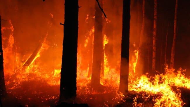 På de närmare 14 000 hektar som eldhärjades i Västmanland 2014 är det helt tomt på älg på vintern och det ser mörkt ut för älgjakten i området. (Arkivbild)