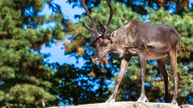 I Finland finns det fyra populationer av skogsren, en underart till den vanliga renen. Men vilken är mest skyddsvärd, vargen eller skogsrenen, frågar finländare.
