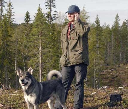 Anders Frääs med jämthunden Björnmyrens Pan spårar efter björn runt ett hygge som skall planteras.