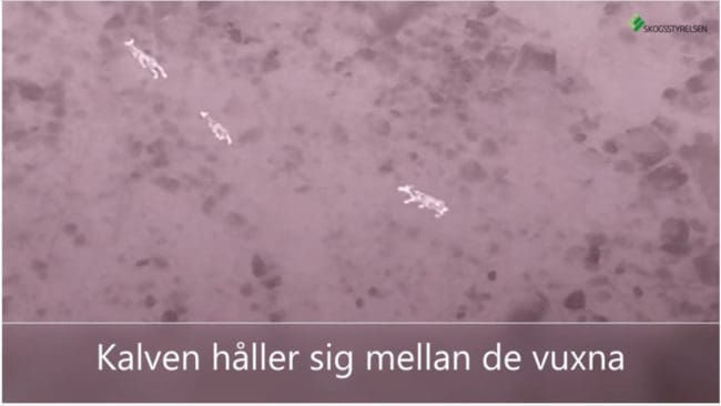 Tre älgar som värmekameran i drönaren har registrerat.