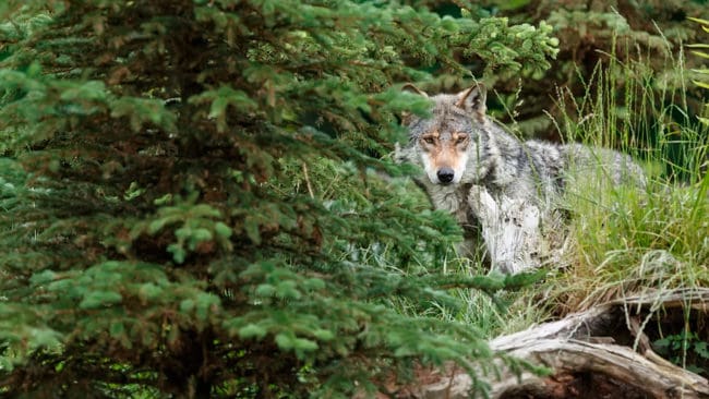 En passkytt sköt mot den skadskjutna varg som kom haltande ut ur skogen, men vargen fortsatte 600 meter och kunde fällas först när den påsköts för tredje gången. (Arkivbild)