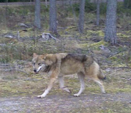 P&aring; fem meters avst&aring;nd b&ouml;rjade vargen morra. D&aring; sk&ouml;ts tv&aring; hagelskott i marken f&ouml;r att skr&auml;mma den. Skottlossningen resulterade bara i att vargen cirkulerade 10-15 meter fr&aring;n skytten f&ouml;r att sedan f&ouml;rsvinna.