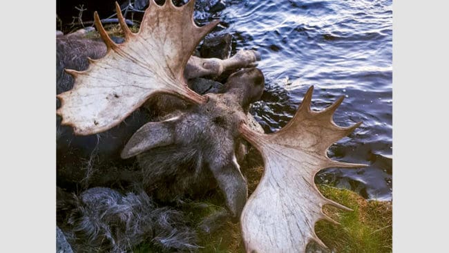 En 23-taggare hittades död vid Ljusnans strand. Troligen var det en stångskada som dödade den ståtliga skoveltjuren. Nu har jägarna i Undersviks viltvårdsområde i alla fall en extra fin horntrofé att ta tillvara på.
