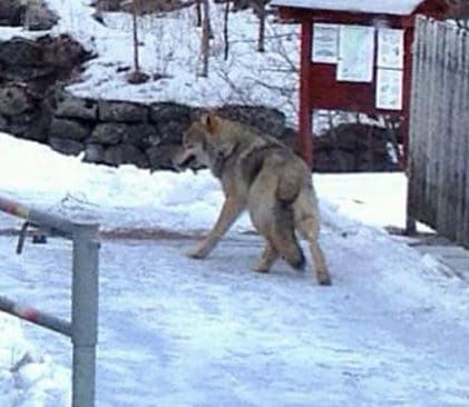 H&auml;r passerar Skultunavargen &ouml;ver bron vid Bruksgatan p&aring; fredagsmorgonen.