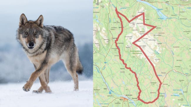 Skyddsjakten fick bedrivas inom samebyn Ruvhten sijtes vinterbetesmarker i Älvdalens kommun.