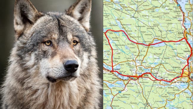 Länsstyrelsen är rädd för att det finns en överhängande risk för tillvänjning och ser därför inte någon annan lösning än skyddsjakt på det revirmarkerande vargparet. Jakten får bedrivas inom området på kartan.