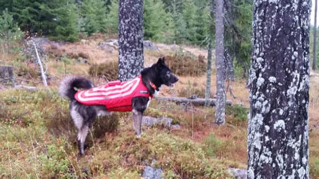 Sigge (Skalltorpets Zeke), östsibirisk Laika ägd av Mats Svedjetun, i en typ av skyddsväst.