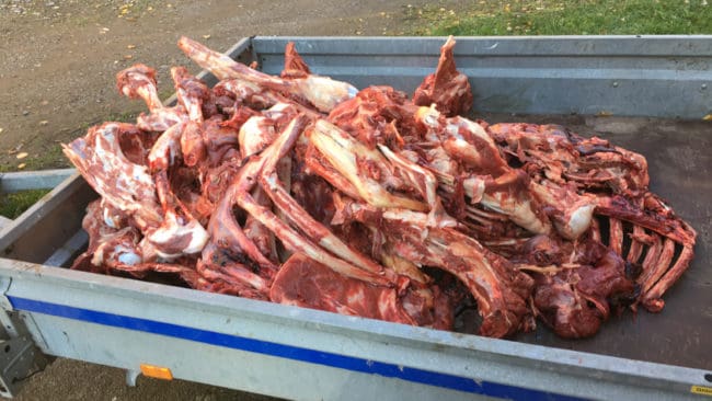 Slaktrester som hittats avslöjar att det fällts en älg illegalt hos Färnäs jaktvårdskrets i Dalarna. Polisen har ingen misstänkt för tjuvjakten. (Arkivbild)