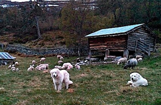 Trots att betesmarken patrullerades av en herde med slovakiska vaktande hundar förlorades 53 procent av fåren.