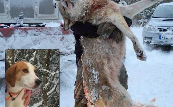Bj&ouml;rn Smittsarve med den 46-kilos hanvarg han sk&ouml;t f&ouml;r sin american foxhound Thor i Norareviret p&aring; torsdagen. Thor inf&auml;lld till v&auml;nster