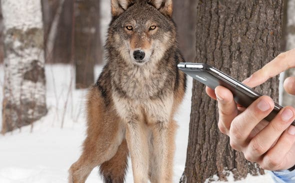 SMS ska varna f&ouml;r rovdjur i sex l&auml;n.