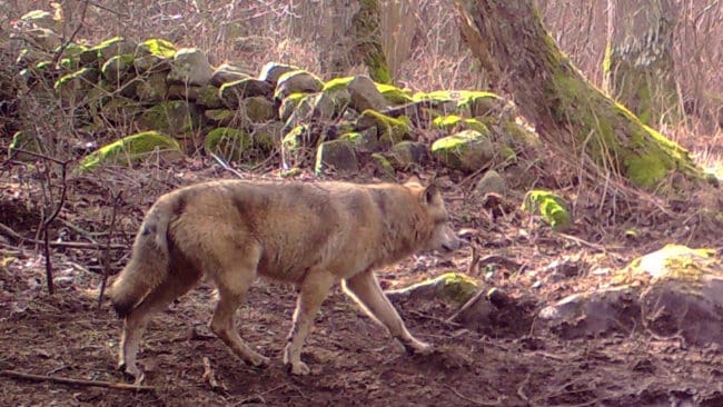 Den skjutna varghannen, som uppehållit sig i nordöstra Skåne och södra Småland sedan 2013, var speciellt tecknad och gick under namnet Snapphanen. Här är varghannen fotograferad på en åtelplats inte särskilt långt från den plats där den sköts i höstas.