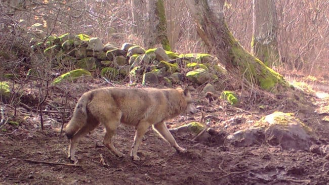 Mats Bentmar kunde inte stanna kvar som regionansvarig i Rovdjursföreningen för Skåne efter att ha sagt att det inte fungerar att ha vargetablering i länet.