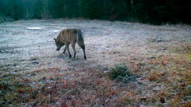 Den så kallade Snapphanen, som rör sig i gränstrakterna mellan Småland och Blekinge. Det kan finnas minst två vargar till i Blekinge.