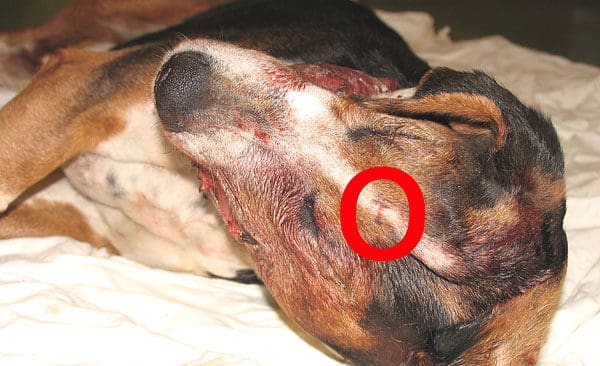 Nu läggs åter igen förundersökningen ner om den skjutna hamiltontiken Snoa. Tiken sköts med ett finkalibrigt vapen i huvudet – se rödmarkeringen.