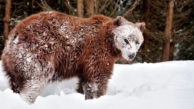 Hittills har det skjutits 20 björnar i april-maj för att freda renarna i Jämtlands kalvningsområden. När snön ligger djup på våren är det ont om mat och björnarna kan ta så mycket som hälften av renkalvarna.