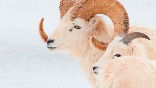 Myndigheterna i Alaska är oroliga över att vilda arter av får och getter, som till exempel amerikanska snöfår, ska smittas av sjukdomar från tamdjur.