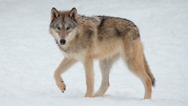 Spårsnö kommer att underlätta jakten på ytterligare två Rackstad-vargar i Värmland. Men är den första vargen som fälls ett vuxet djur avbryts skyddsjakten.