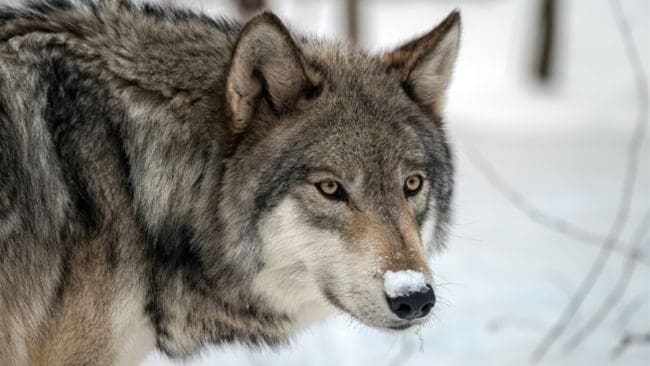 Skyddsjakten på fem vargar har skapat upprörda känslor, både hos dem som är för och dem som är emot skyddsjakt på stora rovdjur.