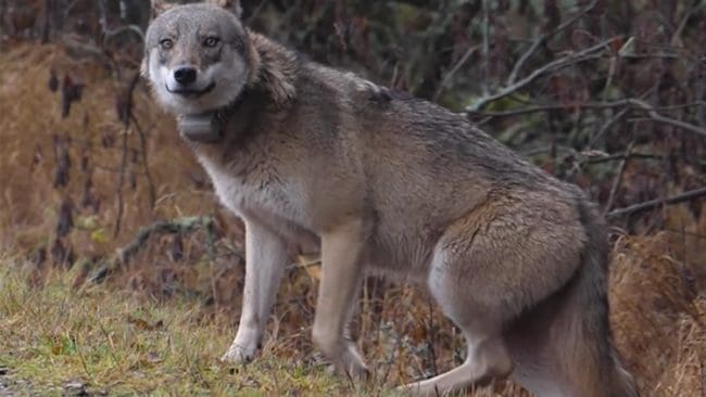 Södertörnstiken har filmats på nära avstånd när den passerar en väg och lagts ut på Youtube. Nu är det skyddsjakt på den sändarförsedda vargtiken just för att den är så orädd och bland annat förföljer hundägare.