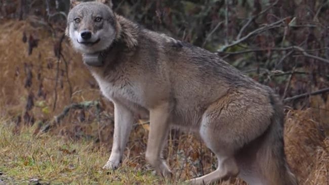 Den sändarförsedda Södertörnsvargen kan ha flytt till Värmdö där flera vargobservationer har rapporterats i december.