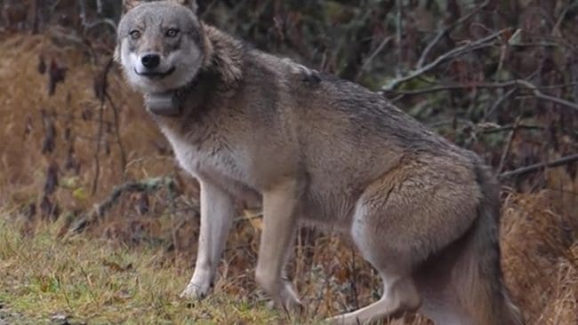 Den orädda vargtiken på Södertörn fälldes strax före lunch på onsdagen.