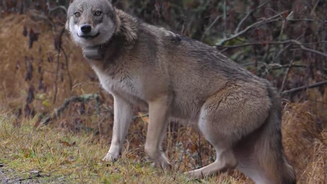 Södertörnstiken har lagts ut på Youtube i en sekvens då den passerade en väg i slutet av november.