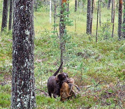 Falkudden Hasta kommer in med r&auml;ven efter att ha burit den 200 meter genom skogen.